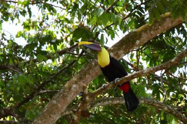 Maison de vacances �/en/au La Inmaculada (Puntarenas)ou appartement ou maison de vacances