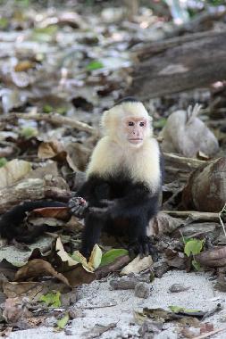 Maison de vacances �/en/au La Inmaculada (Puntarenas)ou appartement ou maison de vacances