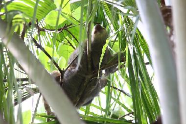 Maison de vacances �/en/au La Inmaculada (Puntarenas)ou appartement ou maison de vacances