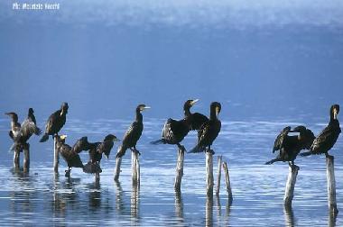 Chambre avec petit djeuner /en/au Caprarola (Viterbo)ou appartement ou maison de vacances