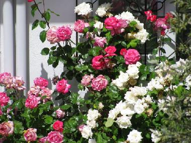 Villa /en/au zml (Mugla)ou appartement ou maison de vacances