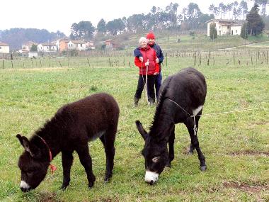 Chambre avec petit d�jeuner �/en/au Lucca (Lucca)ou appartement ou maison de vacances