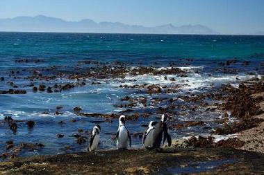 Villa �/en/au Cape Town (Western Cape)ou appartement ou maison de vacances