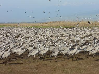 Maison de vacances �/en/au Yesod Hama`ala - upper Galilee (HaZafon (Northern))ou appartement ou maison de vacances