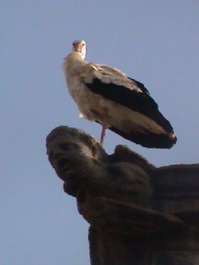 Appartement de vacances /en/au Cceres (Cceres)ou appartement ou maison de vacances