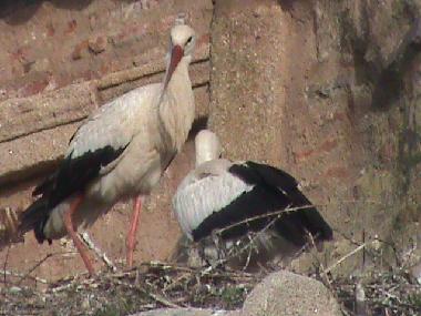 Appartement de vacances /en/au Cceres (Cceres)ou appartement ou maison de vacances