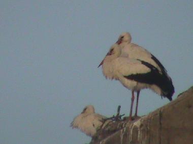 Appartement de vacances /en/au Cceres (Cceres)ou appartement ou maison de vacances