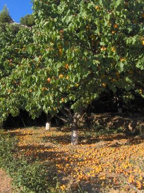 Maison de vacances /en/au scholi (Kyklades)ou appartement ou maison de vacances