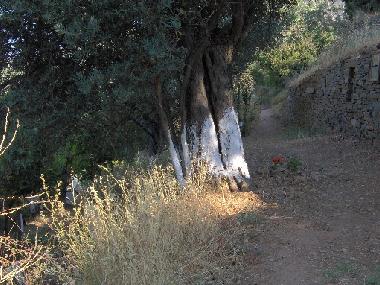 Maison de vacances /en/au scholi (Kyklades)ou appartement ou maison de vacances