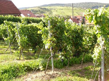 Appartement de vacances /en/au Gleiszellen-Gleishorbach (Pfalz)ou appartement ou maison de vacances