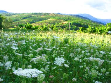 Appartement de vacances �/en/au Branik (Nova Gorica)ou appartement ou maison de vacances