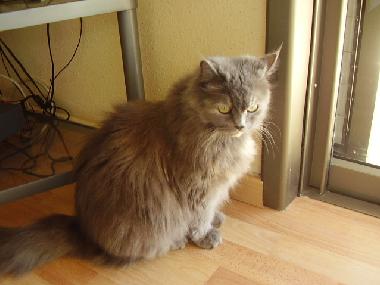 Appartement de vacances �/en/au Tel Aviv (Tel Aviv)ou appartement ou maison de vacances