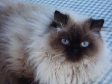 Appartement de vacances �/en/au Tel Aviv (Tel Aviv)ou appartement ou maison de vacances