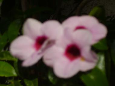 Appartement de vacances �/en/au Tel Aviv (Tel Aviv)ou appartement ou maison de vacances