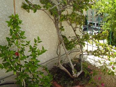 Appartement de vacances �/en/au Tel Aviv (Tel Aviv)ou appartement ou maison de vacances