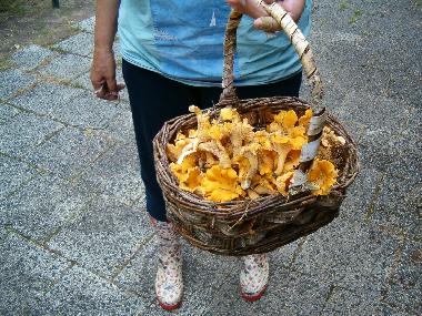 Villa /en/au OLSFORS, BOLLEBYGD (Vstergtland)ou appartement ou maison de vacances