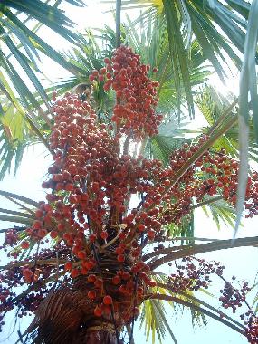 Appartement de vacances /en/au Induruwa (Kalutara)ou appartement ou maison de vacances