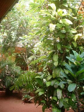 Appartement de vacances /en/au Induruwa (Kalutara)ou appartement ou maison de vacances