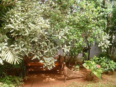 Appartement de vacances /en/au Induruwa (Kalutara)ou appartement ou maison de vacances