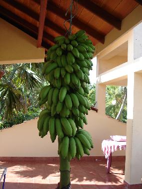 Appartement de vacances /en/au Induruwa (Kalutara)ou appartement ou maison de vacances