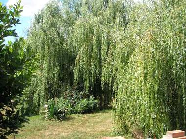 Maison de vacances /en/au La Coudre (Deux-Svres)ou appartement ou maison de vacances