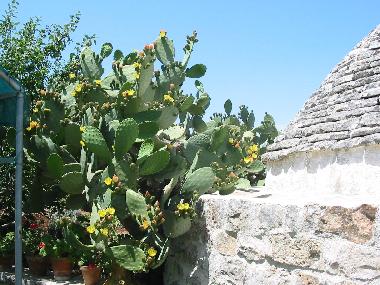 Maison de vacances /en/au Ceglie Messapica (Brindisi)ou appartement ou maison de vacances