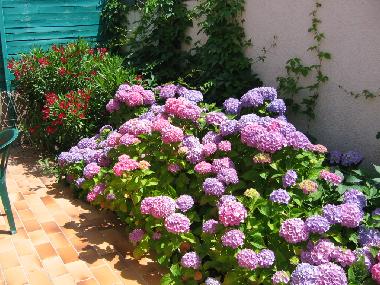 les hortensias