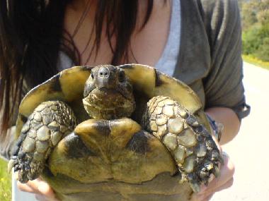 Appartement de vacances �/en/au La Mudizza (Sassari)ou appartement ou maison de vacances