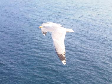 Appartement de vacances �/en/au La Mudizza (Sassari)ou appartement ou maison de vacances