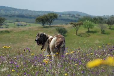 Campagne