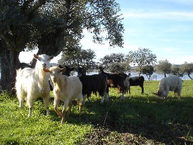 Campagne