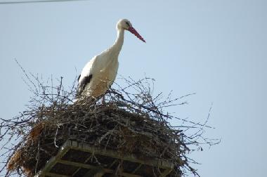 Cigogne