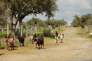 Campagne