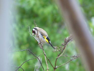 Maison de vacances /en/au YTRAC (Cantal)ou appartement ou maison de vacances