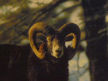 Maison de vacances /en/au YTRAC (Cantal)ou appartement ou maison de vacances