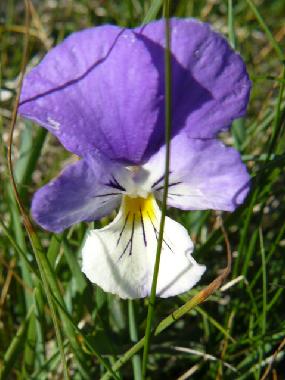 Maison de vacances /en/au YTRAC (Cantal)ou appartement ou maison de vacances
