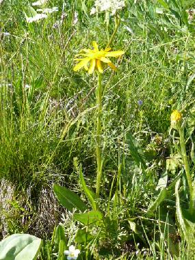 Maison de vacances /en/au YTRAC (Cantal)ou appartement ou maison de vacances