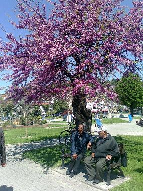 Maison de vacances �/en/au Ohrid (Ohrid)ou appartement ou maison de vacances