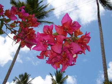Maison de vacances �/en/au Las Terrenas (Samana)ou appartement ou maison de vacances