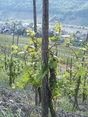 Maison de vacances �/en/au 54347 (Mosel - Saar)ou appartement ou maison de vacances