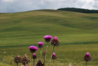Appartement de vacances /en/au Bagni San Filippo (Siena)ou appartement ou maison de vacances