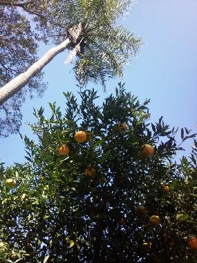 Maison de vacances �/en/au Altos (Cordillera)ou appartement ou maison de vacances