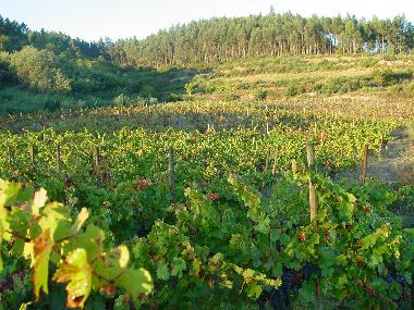 Appartement de vacances /en/au Torredeita (Do-Lafes)ou appartement ou maison de vacances