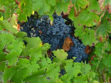 Appartement de vacances /en/au Torredeita (Do-Lafes)ou appartement ou maison de vacances