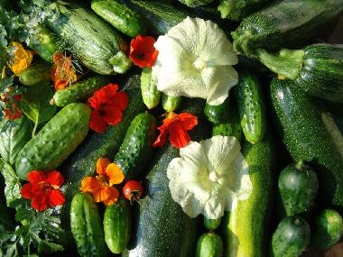 Appartement de vacances /en/au Ostrzyce  (Pomorskie)ou appartement ou maison de vacances