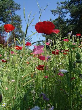 Appartement de vacances /en/au Ostrzyce  (Pomorskie)ou appartement ou maison de vacances