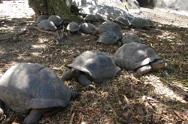 tortue de terre  de moyenne island