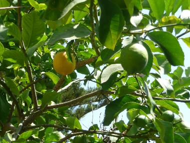 Appartement de vacances /en/au Palermo (Palermo)ou appartement ou maison de vacances