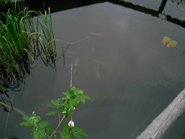 Appartement de vacances /en/au Kleinarl (Pinzgau-Pongau)ou appartement ou maison de vacances