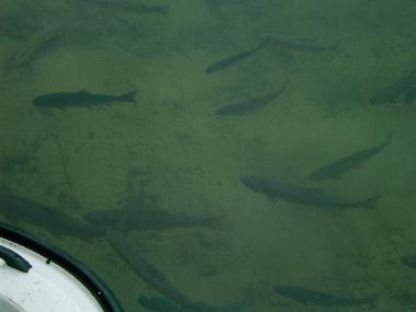 Appartement de vacances /en/au Kleinarl (Pinzgau-Pongau)ou appartement ou maison de vacances